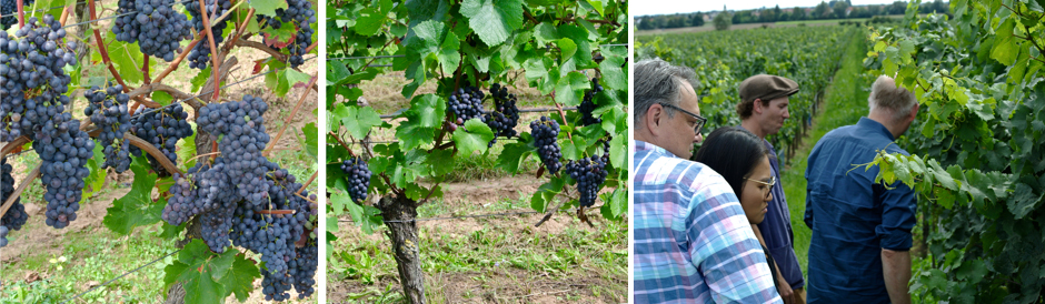 Eymann Weingut Bildleiste